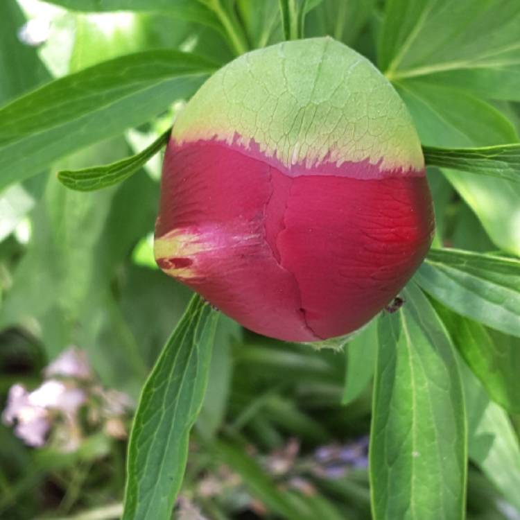 plant image 705105 plant image 705105