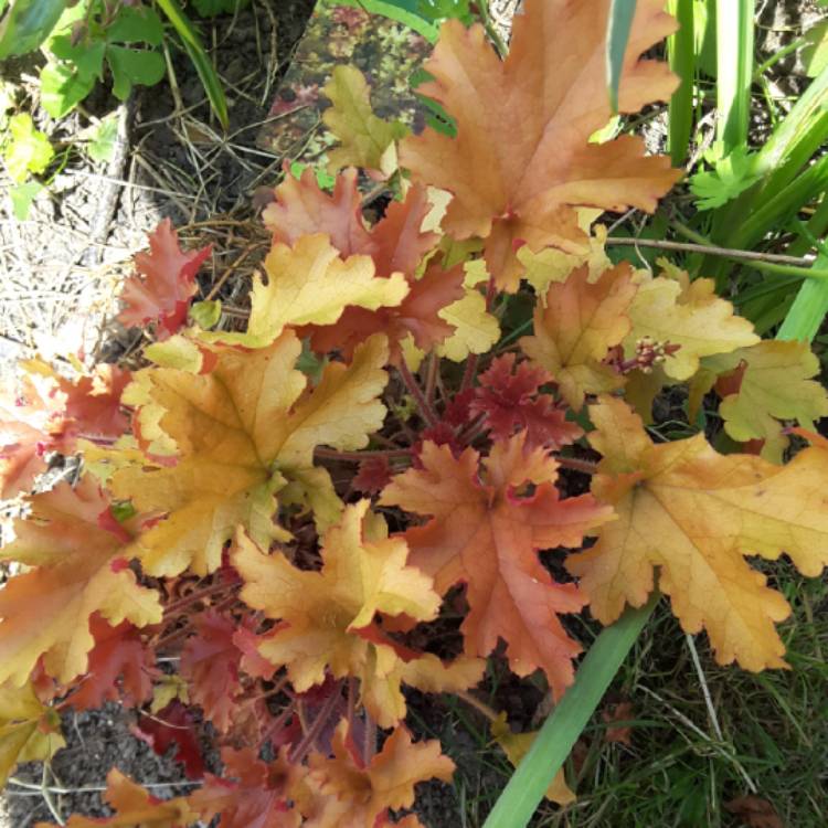 plant image 705118