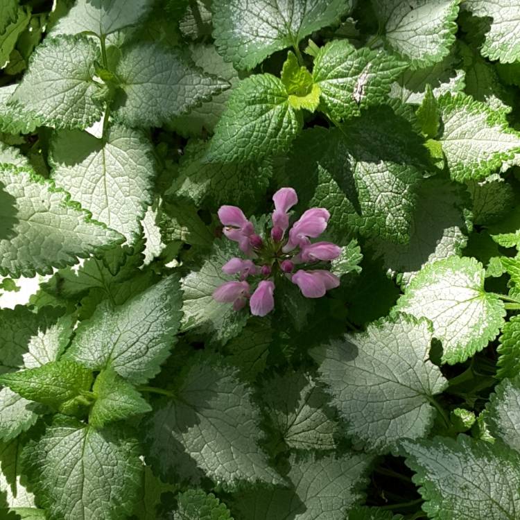 Plant image Lamium 'Maculatum' Beacon Silver'
