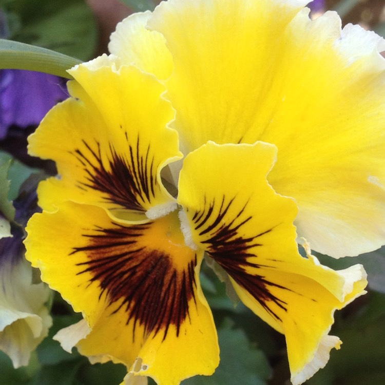 plant image 721722 plant image 721722