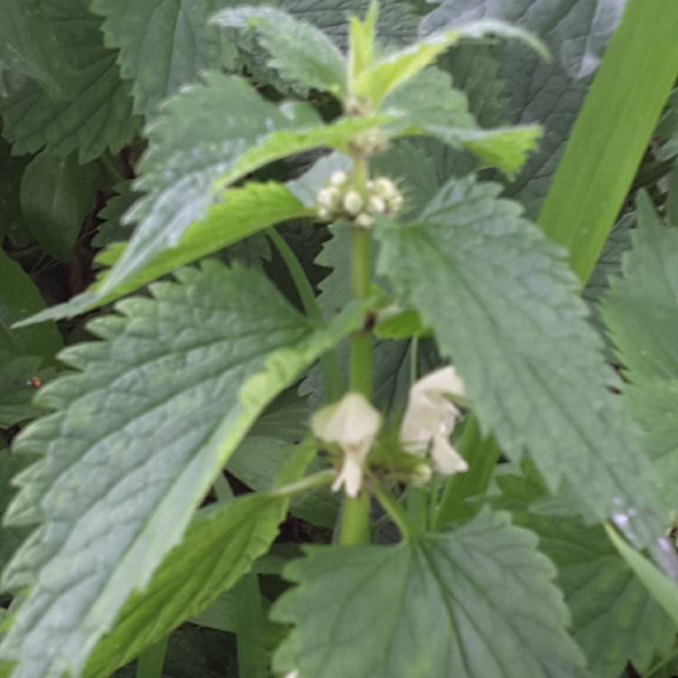 plant image 722883