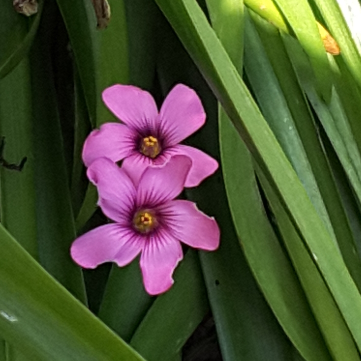 Plant image Oxalis articulata 'Festival'