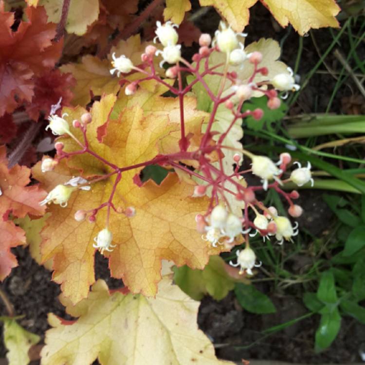 plant image 729197