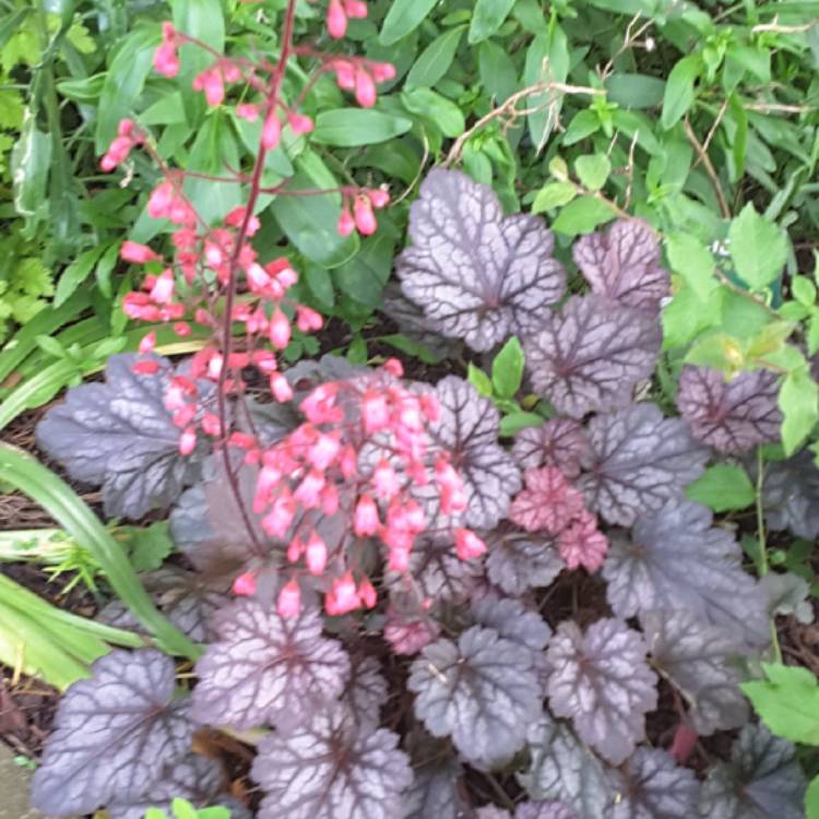 Plant image Heuchera 'Glitter'