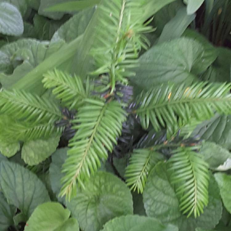 plant image 731347