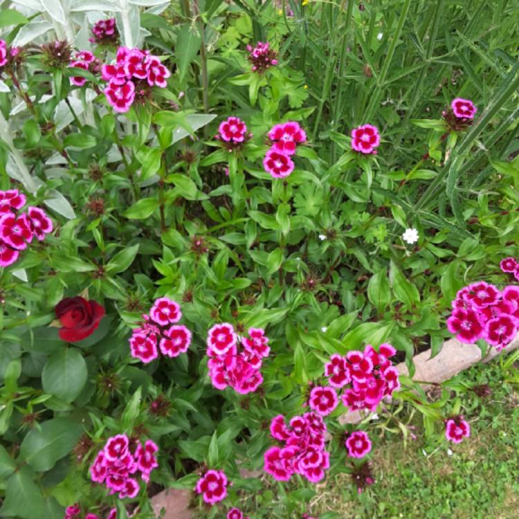 plant image 734491 plant image 734491