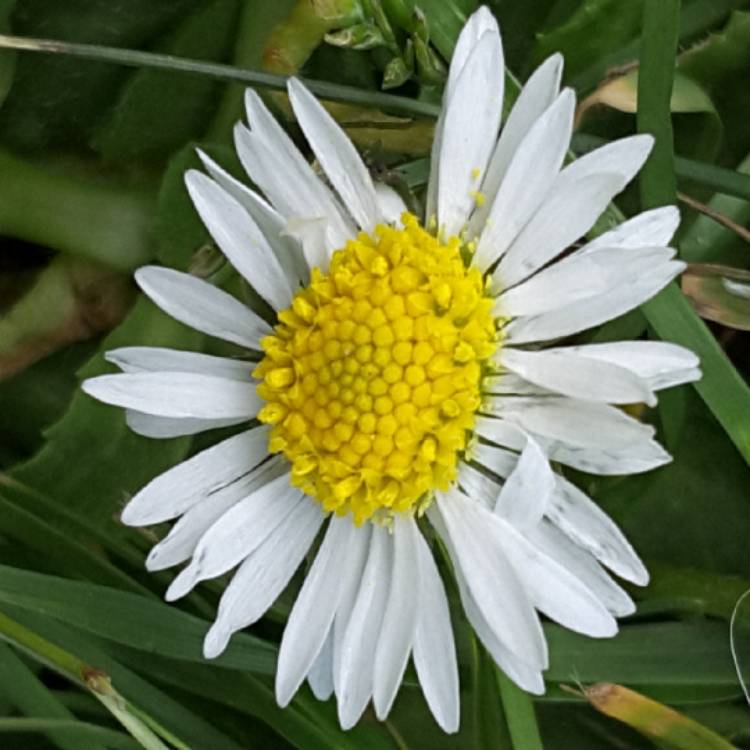 Plant image Bellis perennis