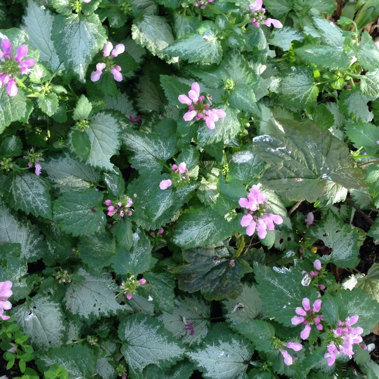 plant image 745595 plant image 745595
