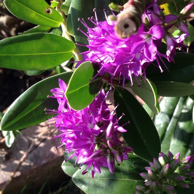 plant image 746951