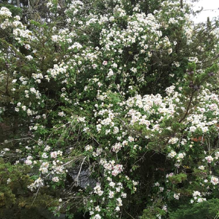plant image 753297 plant image 753297
