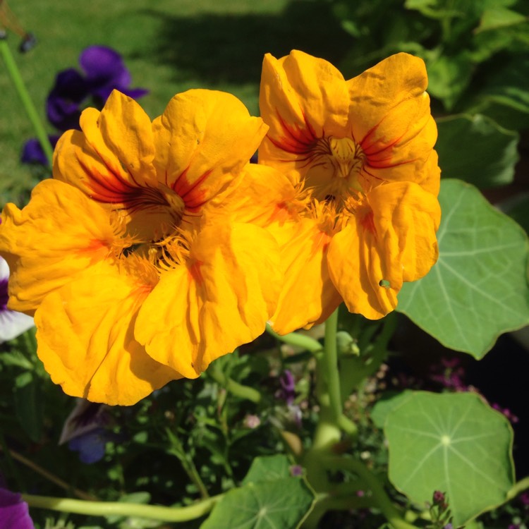 plant image 759658 plant image 759658