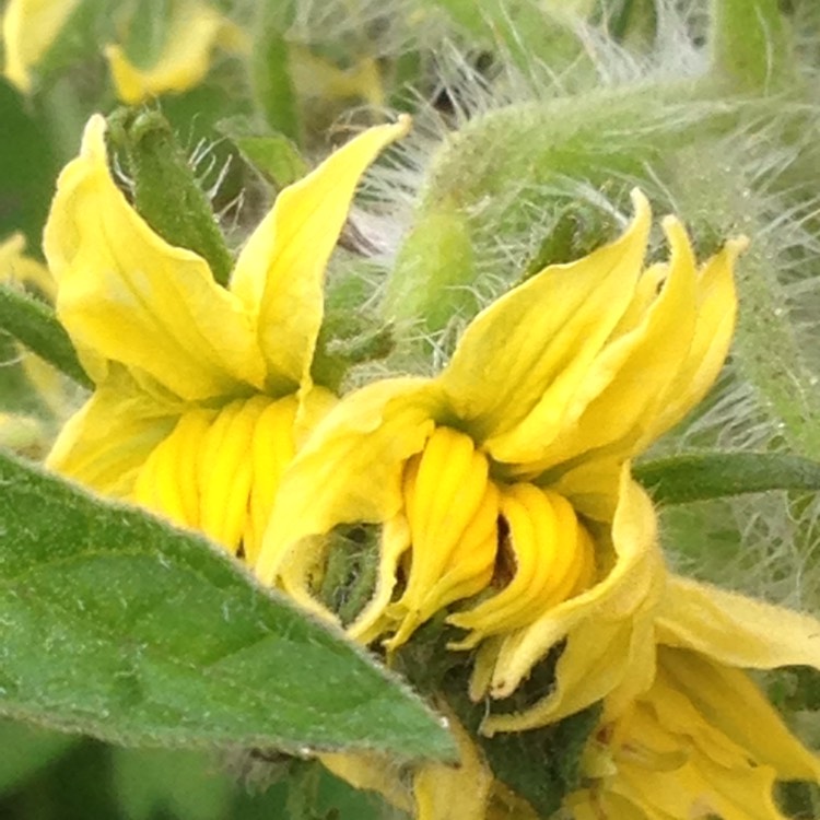 plant image 759664 plant image 759664