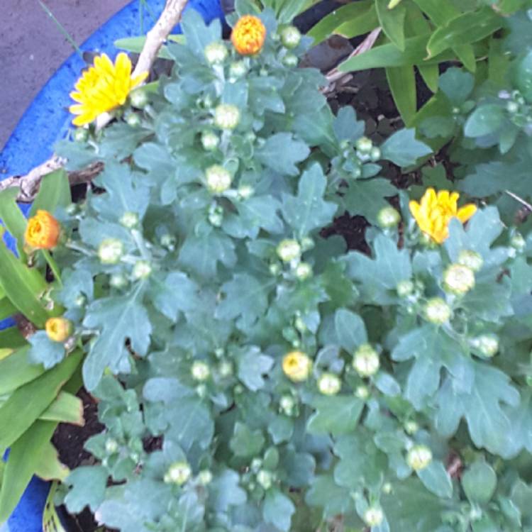 plant image 762984 plant image 762984