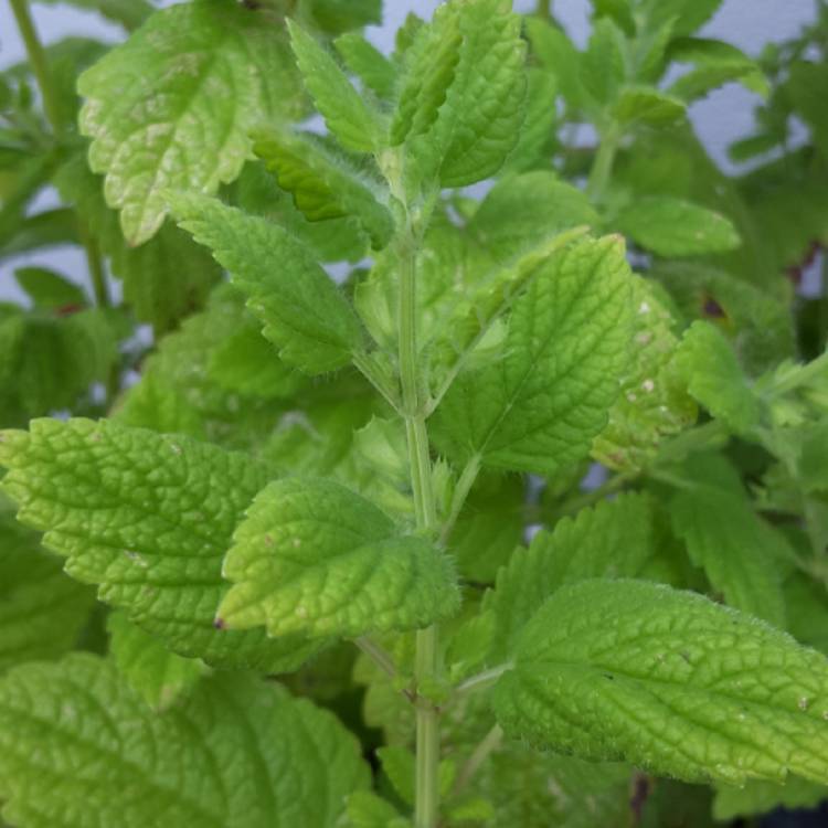plant image 769258