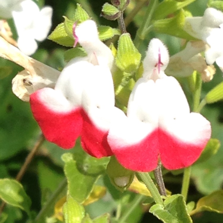 plant image 779594 plant image 779594