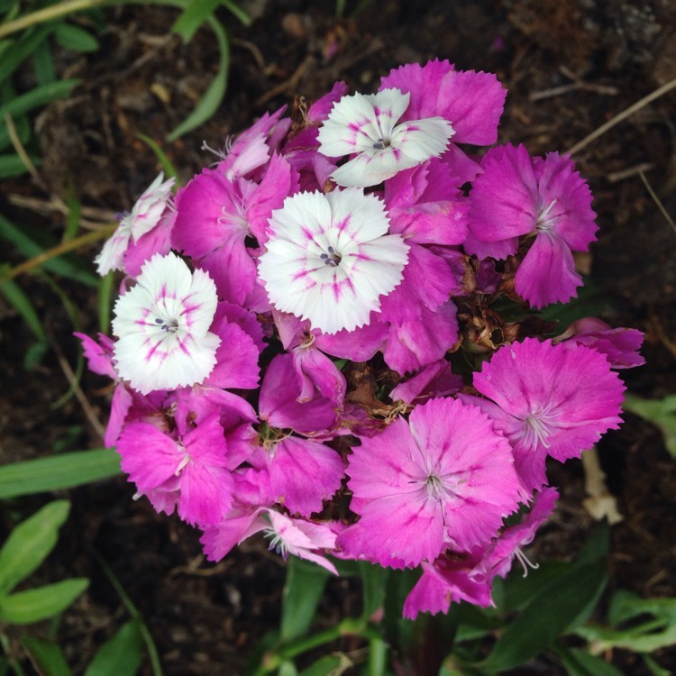 plant image 780246 plant image 780246