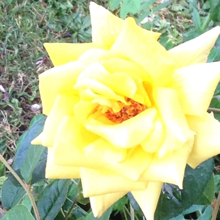 plant image 780257
