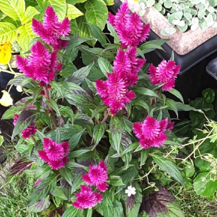 plant image 803951