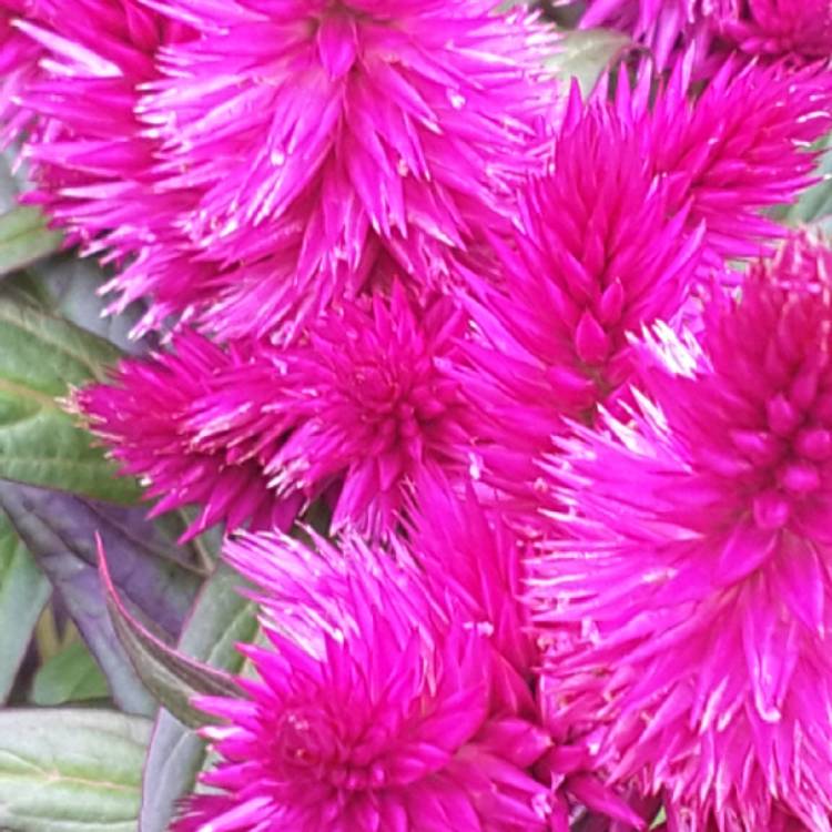 Plant image Celosia