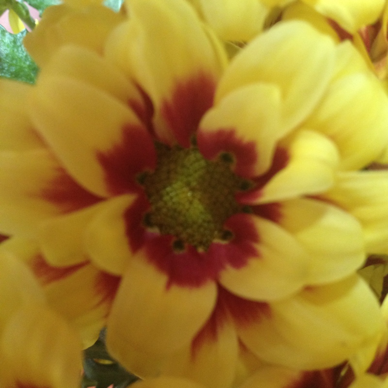 Chrysanthemum