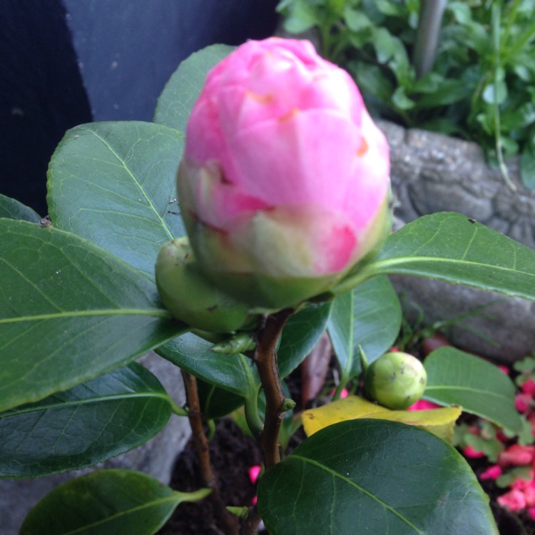 plant image 968091