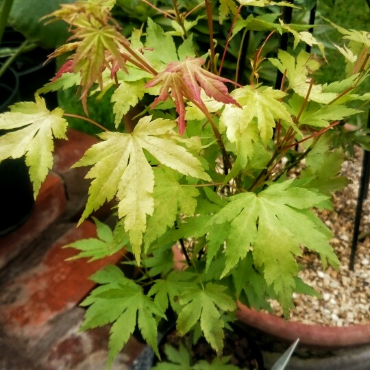 Acer palmatum 'Orange Dream'