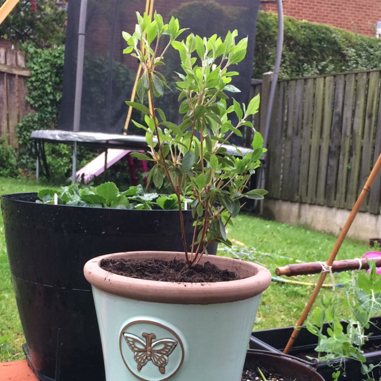 plant image 404502