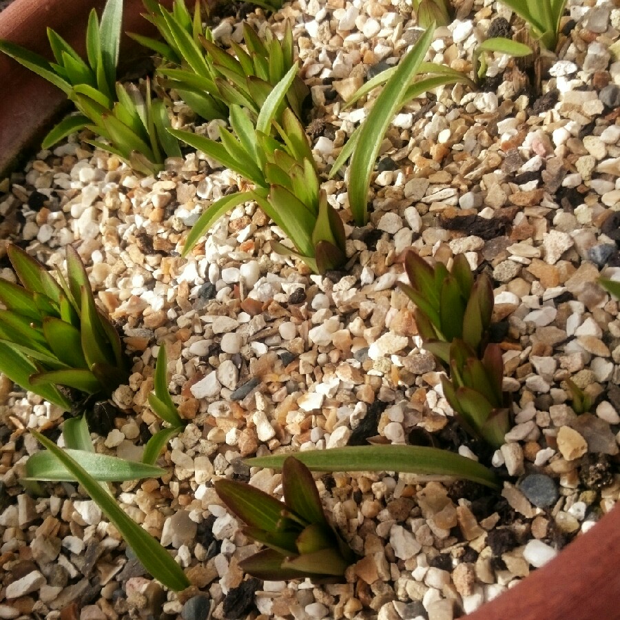 Plant image Lilium 'Matrix'