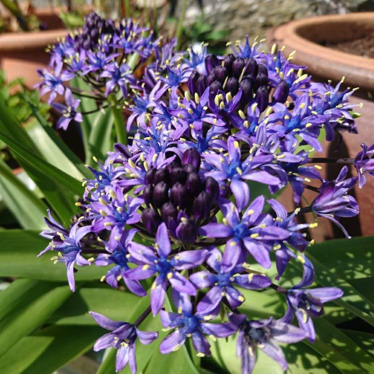 Plant image Scilla peruviana 'Sapphire Blue' (Carribean Jewels Series)