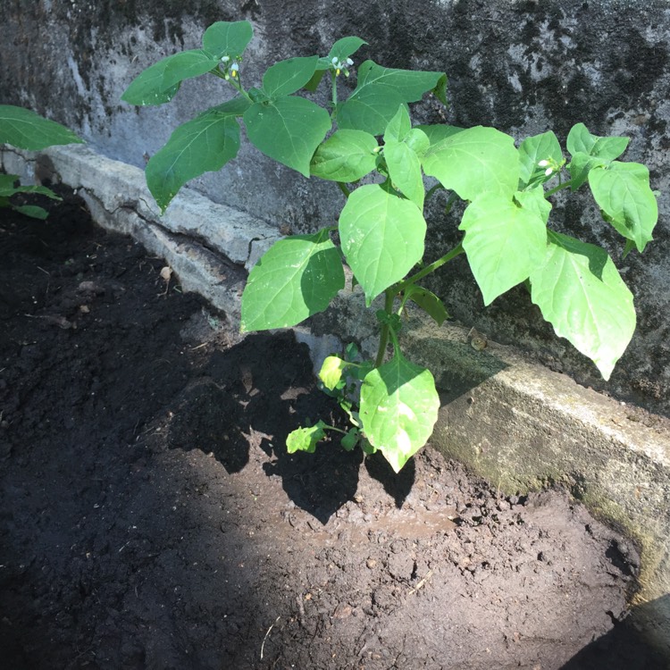 plant image 1125697