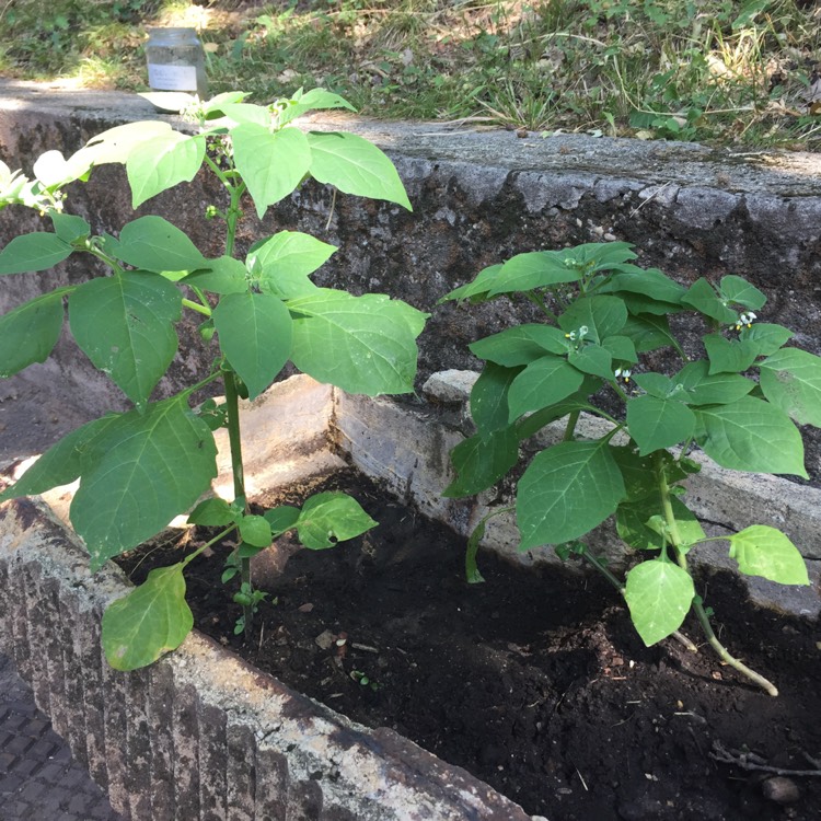 Plant image Capsicum annuum 'Leutschauer Paprika'