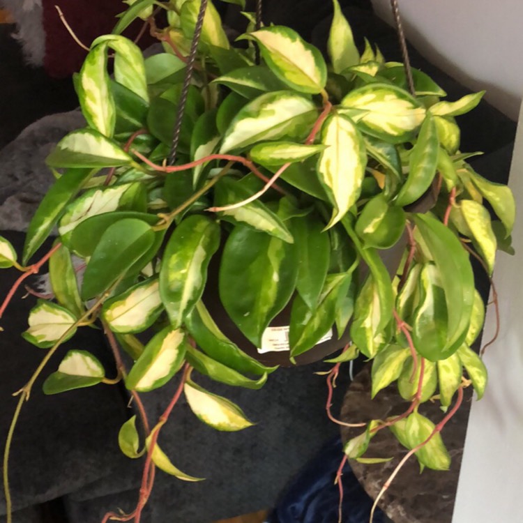plant image 1022851