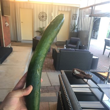 Cucumber 'Burpless'