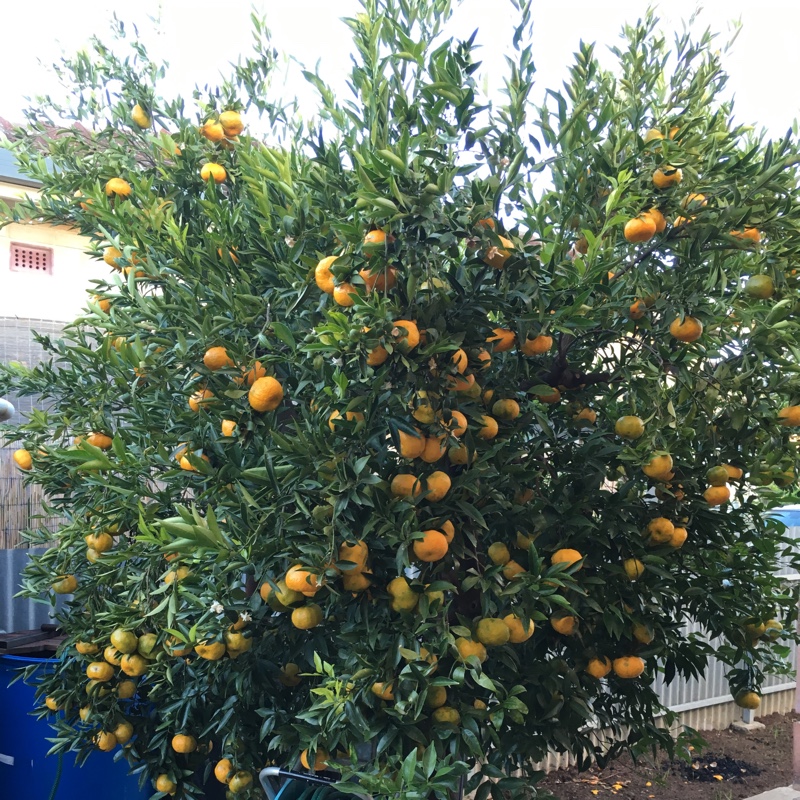 Gabriele Massaro's garden