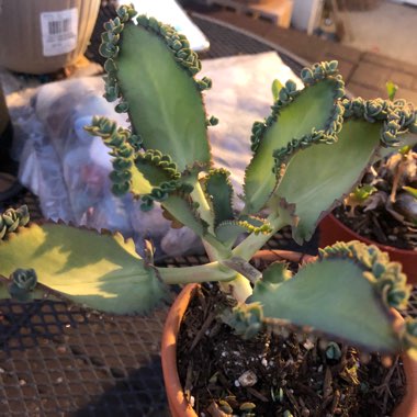 Kalanchoe laetivirens