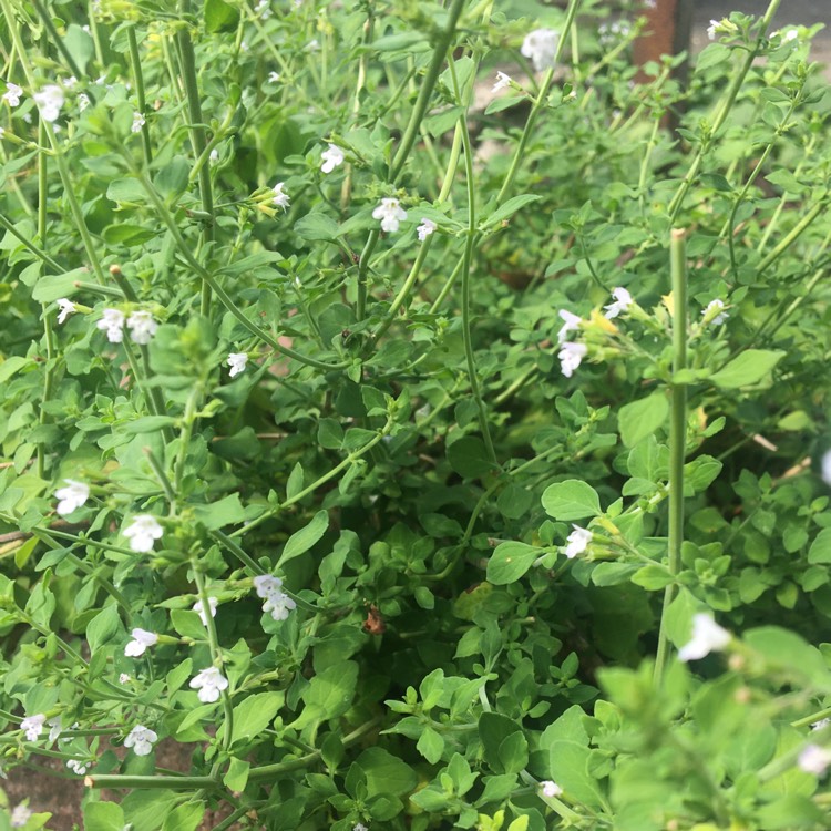 plant image 1376206