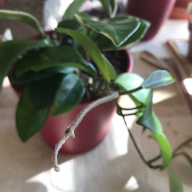 Hoya Carnosa Variegata