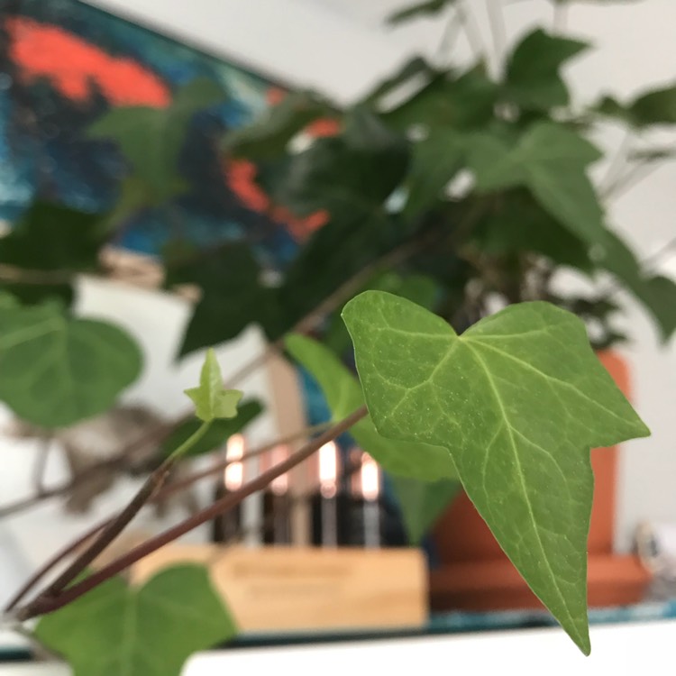 Plant image Hedera Canariensis