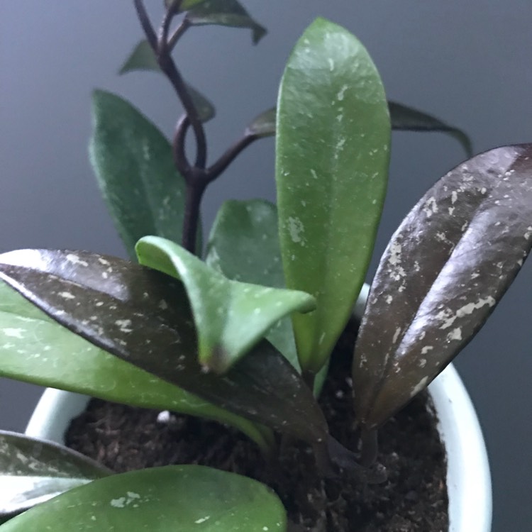 Plant image Hoya pubicalyx 'Red Buttons'