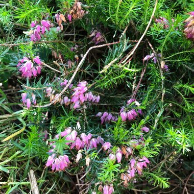 Winter Heath