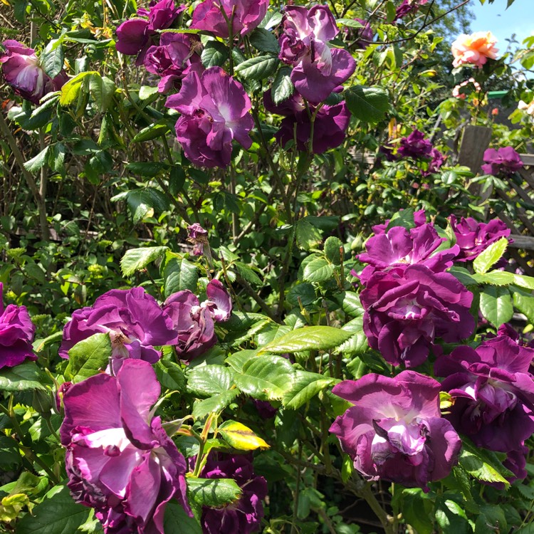 Plant image Rosa gallica 'Conditorum'