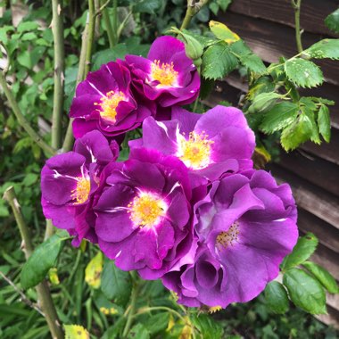 Gabriella's garden
