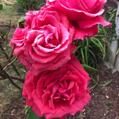 Gabriella's garden