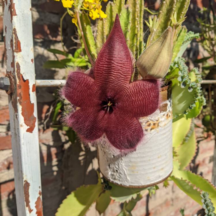Plant image Stapelia Leendertziae X Stapelia Grandiflora