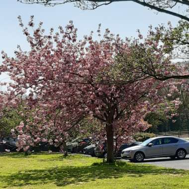 Cherry Tree