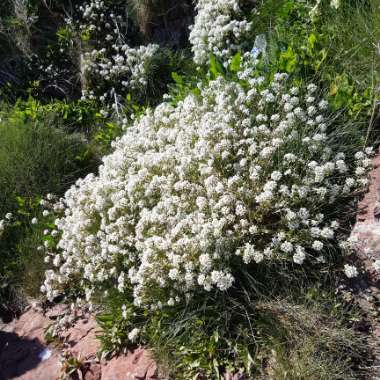 Gaby's garden