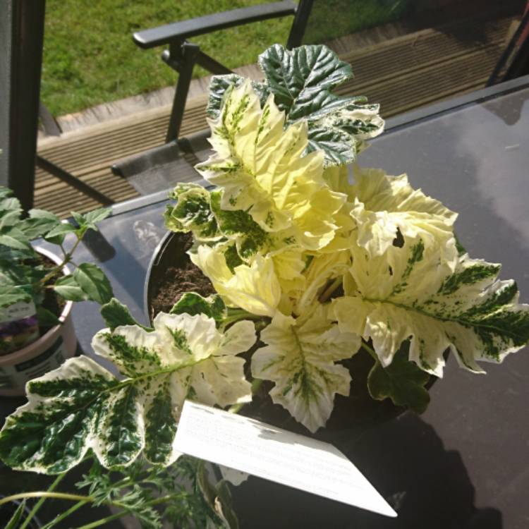 Plant image Acanthus 'Whitewater'
