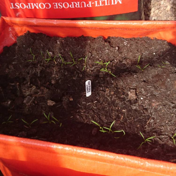 Plant image Daucus carota subsp. sativus 'Purple Haze'