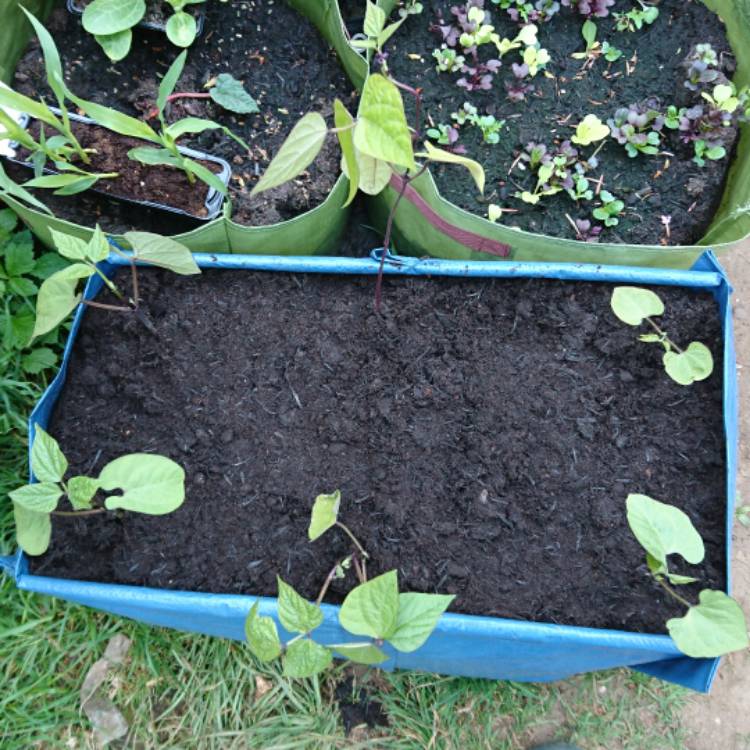 plant image 389088
