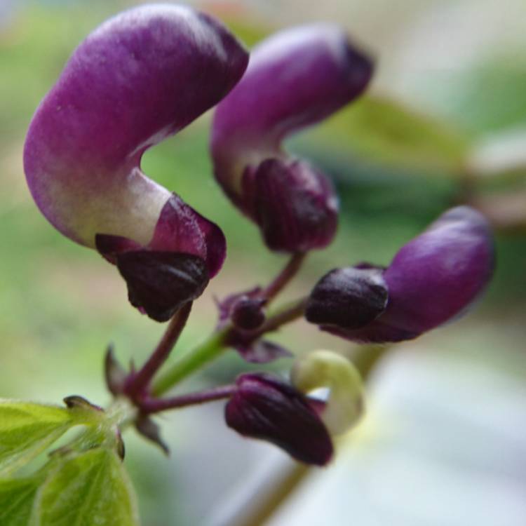 plant image 405922